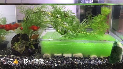 養魚先養水|養水指南！硝化菌怎麼看？水如何養？還沒養水就買魚。